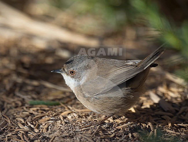 Adult female Sardinian Warbler (Sylvia melanocephala momus). Side view of bird on ground. stock-image by Agami/Kari Eischer,