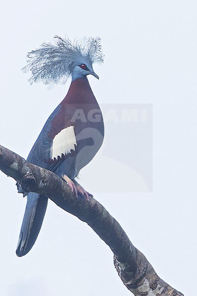 Sclater's Crowned-Pigeon (Goura sclaterii) Perched on a branch in Papua New Guinea stock-image by Agami/Dubi Shapiro,