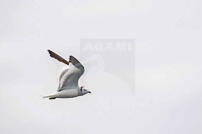 Wintering adult Sabine's Gull, Xema sabini, in northern Peru. stock-image by Agami/Pete Morris,