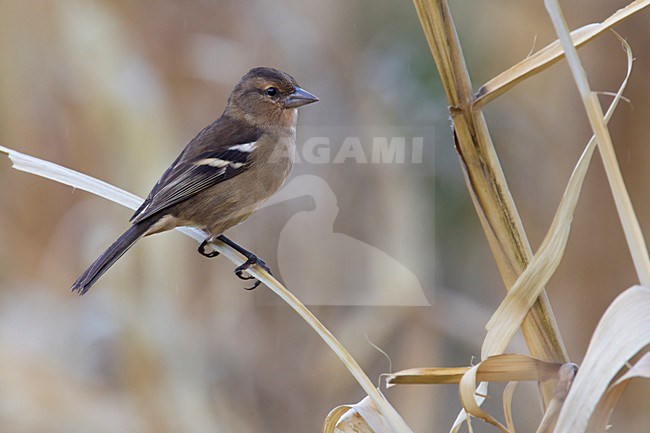 Azorenvink, Azores Chaffinch stock-image by Agami/Daniele Occhiato,