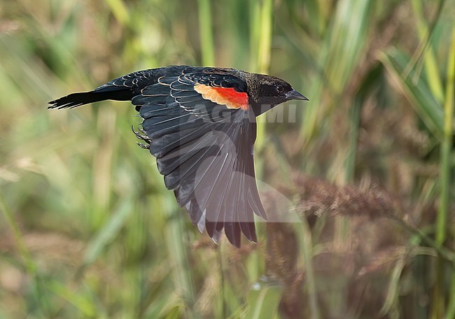 Adult male Red-winged Blackbird (Agelaius phoeniceus) in non-breeding plumage, side view of bird in flight, showing upperparts stock-image by Agami/Kari Eischer,