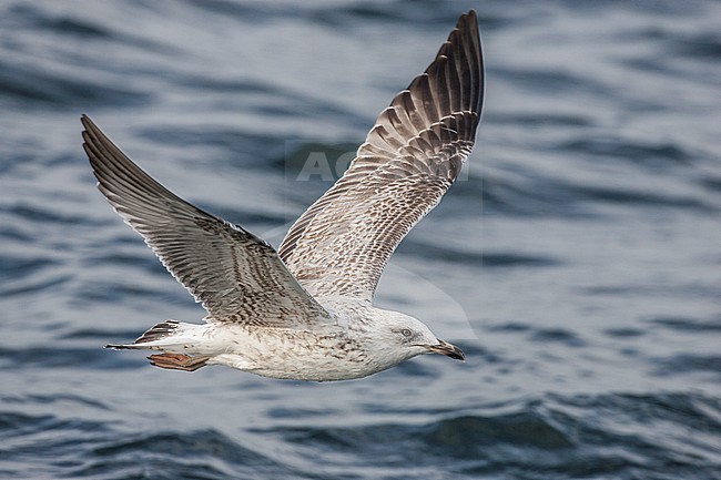 Onvolwassen Zilvermeeuw vliegend; Herring Gull juvenile flying stock-image by Agami/Menno van Duijn,