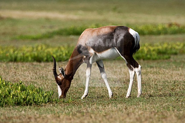 Bontebok; Bontebok stock-image by Agami/Marc Guyt,