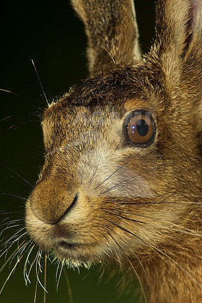 Europese Haas, European Hare stock-image by Agami/Bence Mate,