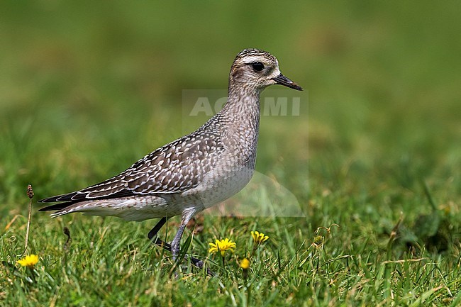 Amerikaanse goudplevier, American Golden Plover stock-image by Agami/Daniele Occhiato,