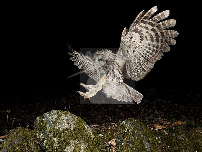 Tawny Owl (Strix aluco) in the Aosta valley in northern Italy. Landing on a rock at night. stock-image by Agami/Alain Ghignone,