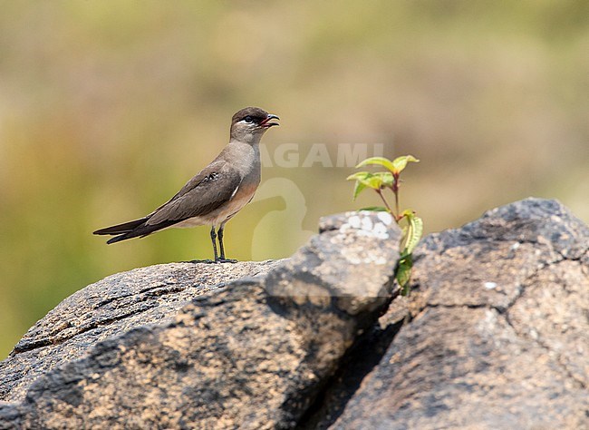 Calling Madagascar Pratincole (Glareola ocularis) standing on a river boulder between Between Ranomafana and Antsirabe in Madagascar. stock-image by Agami/Marc Guyt,