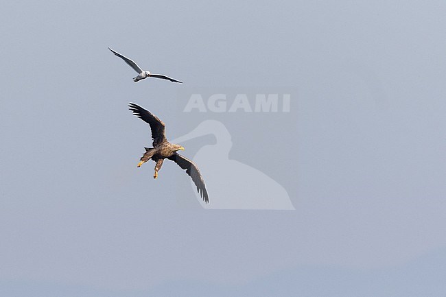 White-tailed Sea-Eagle - Seeadler - Haliaeetus albicilla, Russia (Baikal), adult, attacked by Common Gull stock-image by Agami/Ralph Martin,