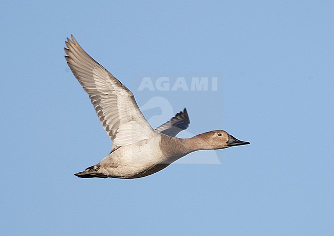 Vrouwtje Grote Tafeleend in vlucht; Female Canvasback in flight stock-image by Agami/Mike Danzenbaker,