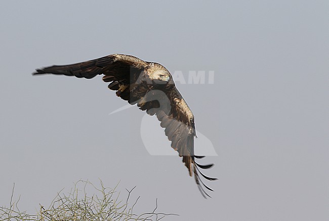 Opvliegende Keizerarend; Eastern Imperial Eagle (Aquila heliaca) taking off stock-image by Agami/James Eaton,