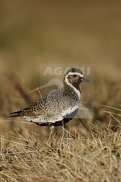 Goudplevier in broedgebied op IJsland; European Golden PLover in breeding habitat on Iceland stock-image by Agami/Menno van Duijn,
