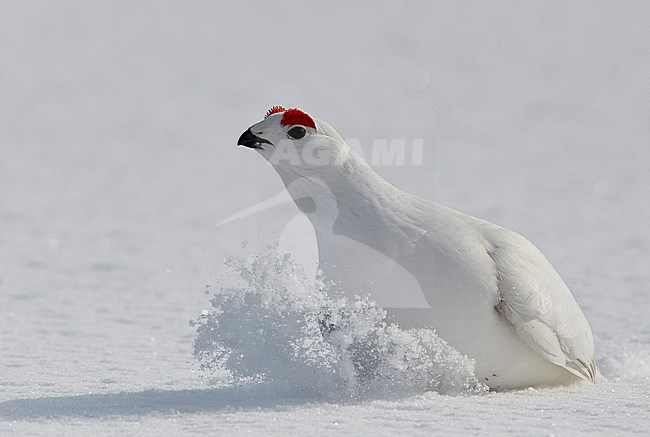 Moerassneeuwhoen in de sneeuw, Willow Ptarmigan in snow stock-image by Agami/Markus Varesvuo,