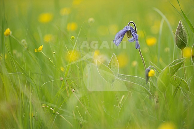  stock-image by Agami/Rob de Jong,