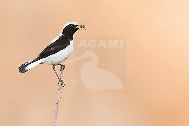 Finsch's Wheatear (Oenanthe finschii) adult male perched on a branch with food stock-image by Agami/Ralph Martin,