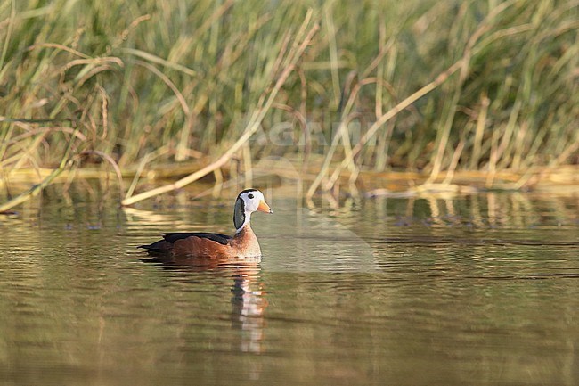 An adult male African Pygmy Goosen (Nettapus auritus) swimming at Lake Hawassa in Ethiopia stock-image by Agami/Mathias Putze,