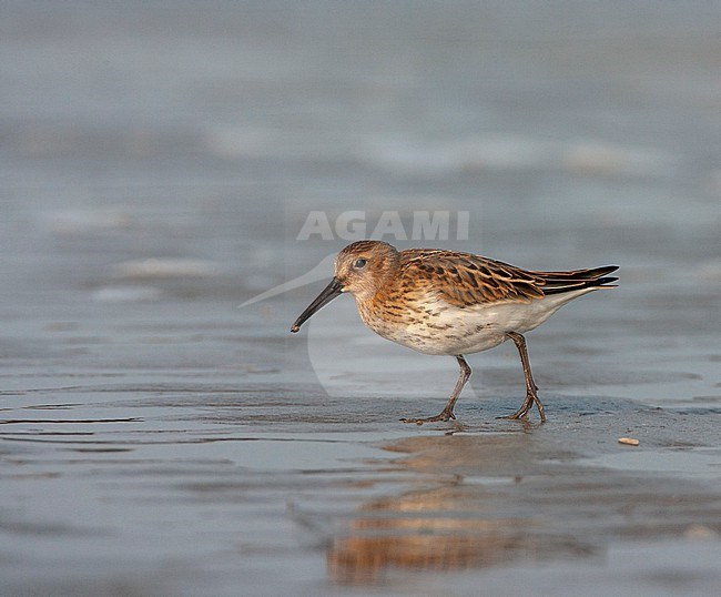 Foraging Dunlin (Calidris alpina alpina) during autumn migration on the beach of IJnuiden in the Netherlands. stock-image by Agami/Marc Guyt,
