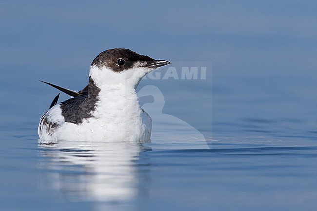 Marbled Murrelet (Brachyramphus marmoratus) in winterplumage stock-image by Agami/Dubi Shapiro,