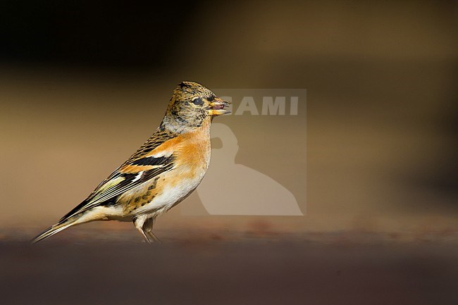 Keep, Brambling, Fringilla Montifringilla stock-image by Agami/Menno van Duijn,