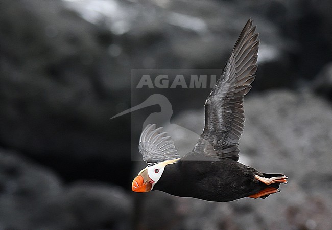 Adult Tufted puffin, Fratercula cirrhata,  in the ring of fire, eastern Russia. stock-image by Agami/Laurens Steijn,