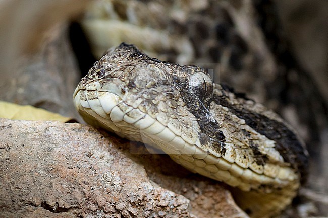 Puff Adder - Puffotter - Bitis arietans, Oman stock-image by Agami/Ralph Martin,