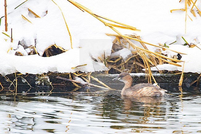 Little Grebe (Tachybaptus ruficollis) in winter plumage surviving in a open stretch of water in an otherwise frozen pond in an urban park in the Netherlands. stock-image by Agami/Arnold Meijer,