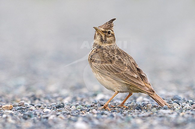 Crested Lark (Galerida cristata neumanni) standing on the ground in Italy. Looking up for possible danger. stock-image by Agami/Daniele Occhiato,