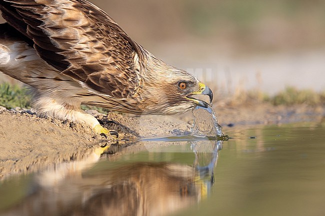 Drinking Booted Eagle close up stock-image by Agami/Onno Wildschut,