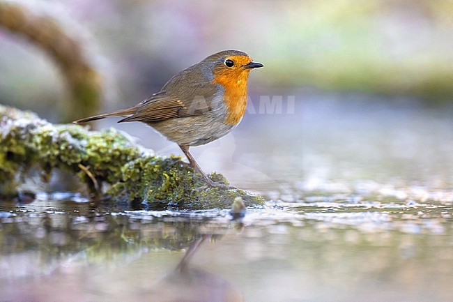 European Robin, Erithacus rubecula, in Italy. stock-image by Agami/Daniele Occhiato,
