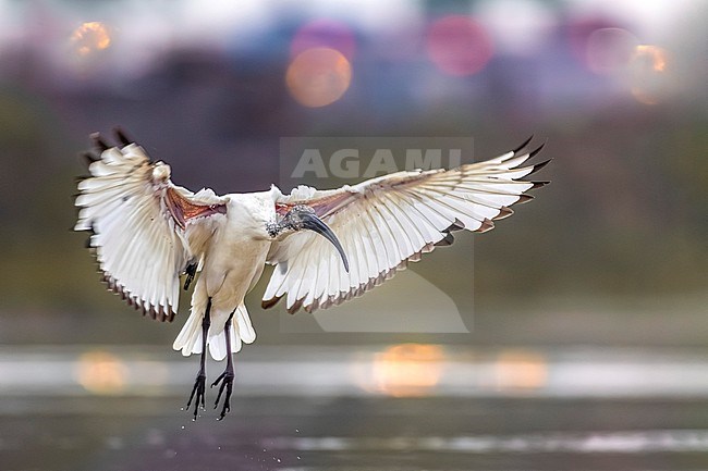 Sacred Ibis (Threskiornis aethiopicus) in Italy. stock-image by Agami/Daniele Occhiato,