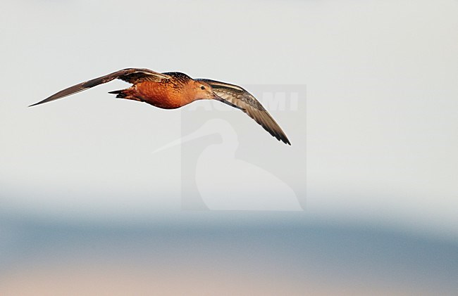 Volwassen zomerkleed Rosse Grutto in de vlucht; Adult summer Bar-tailed Godwit in flight stock-image by Agami/Markus Varesvuo,
