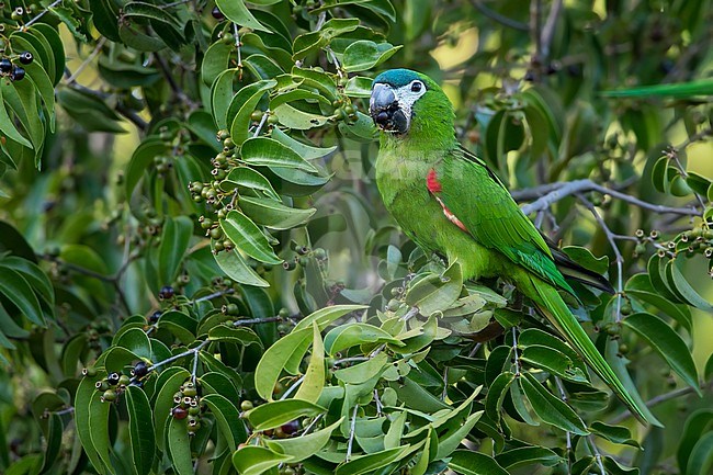 Northern Red-shouldered Macaw (Diopsittaca nobilis) in Guyana. stock-image by Agami/Dubi Shapiro,