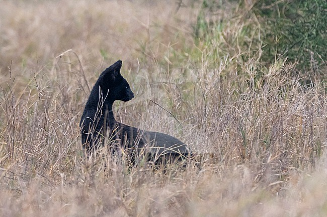 A rare black serval, Leptailurus serval, standing in the grass in Lualenyi game reserve. The genes of melanistic animals carry a mutation that creates more dark pigment than light pigment. stock-image by Agami/Sergio Pitamitz,