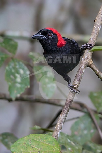 Red-headed Malimbe (Malimbus rubricollis) perched male on a branch in a rainforest in Ghana. stock-image by Agami/Dubi Shapiro,