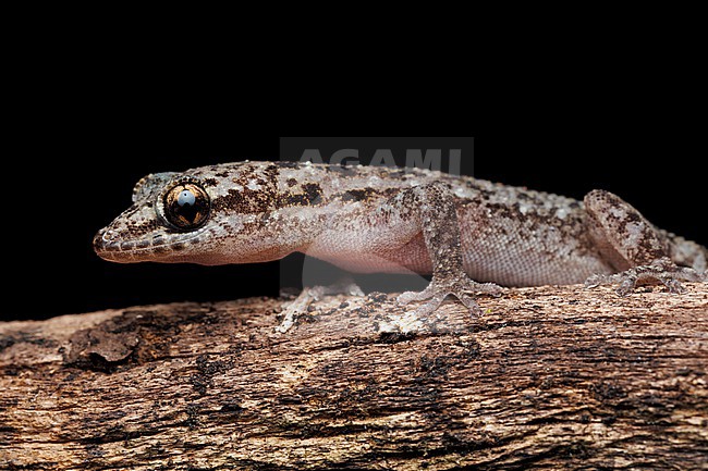 Galápagos Leaf-toed Gecko (Phyllodactylus galapagensis) taken the 27/10/2025 at Santa Cruz - Galapagos. stock-image by Agami/Nicolas Bastide,