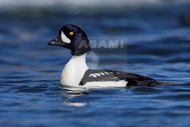 Barrow's Goldeneye (Bucephala islandica), side view of an adult male swimming in the water, Northeastern Region, Iceland stock-image by Agami/Saverio Gatto,