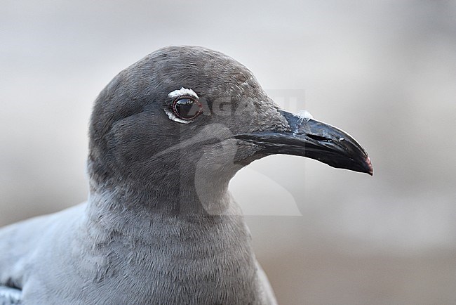 Lava Gull (Leucophaeus fuliginosus) on the Galapagos islands. Closeup of the head. stock-image by Agami/Laurens Steijn,