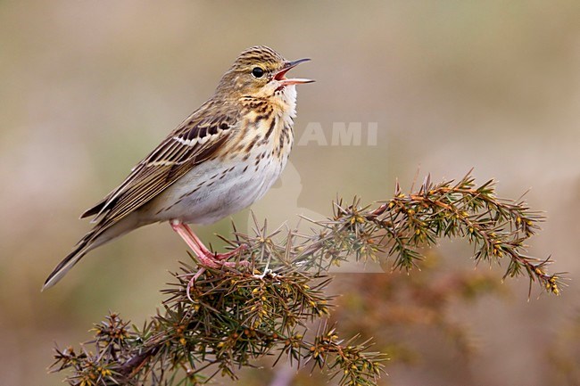 Zingende Boompieper; Singing Tree Pipit stock-image by Agami/Daniele Occhiato,