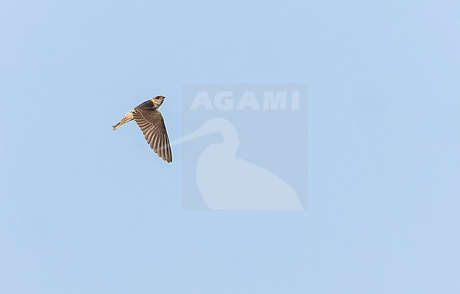 Immature Streak-throated swallow (Petrochelidon fluvicola) in India during autumn. stock-image by Agami/Marc Guyt,