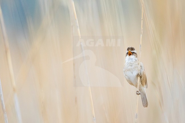 Moustached Warbler (Acrocephalus melanopogon) adult singing in the reed stock-image by Agami/Ralph Martin,