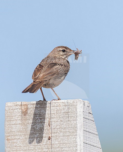 Berthelot's Pipit, Anthus berthelotii madeirensis, on Madeira. stock-image by Agami/Marc Guyt,