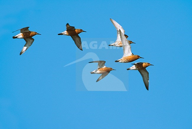 Kanoet in vlucht; Red Knot in flight stock-image by Agami/Markus Varesvuo,