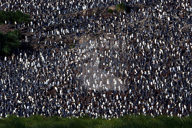 Koningspinguïn Salisbury Plain Zuid Georgia; King Penguin Salisbury Plain South Georgia stock-image by Agami/Marc Guyt,