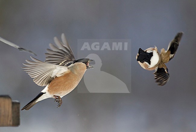 Aggressive female Eurasian Bullfinch (Pyrrhula pyrrhula) defending a feeder during a cold winter in Finland. Chasing another female Bullfinch away. stock-image by Agami/Arto Juvonen,