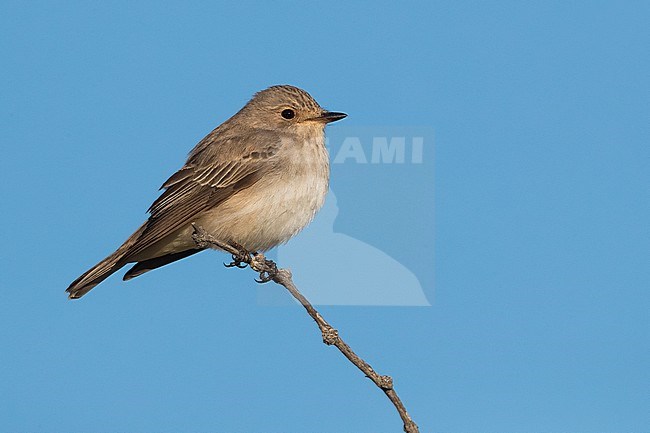 Grauwe Vliegenvanger ssp sarudnyi; Spotted Flycatcher ssp sarudnyi; Muscicapa striata sarudnyi stock-image by Agami/Daniele Occhiato,