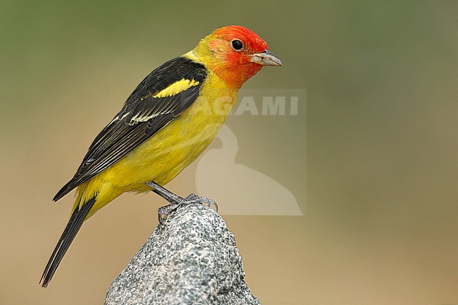Adult male
Riverside Co., CA
May 2008 stock-image by Agami/Brian E Small,