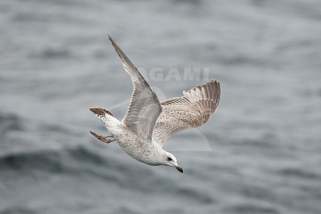 A first year / first winter European Herring Gull (Larus argentatus) in nose dive stock-image by Agami/Mathias Putze,