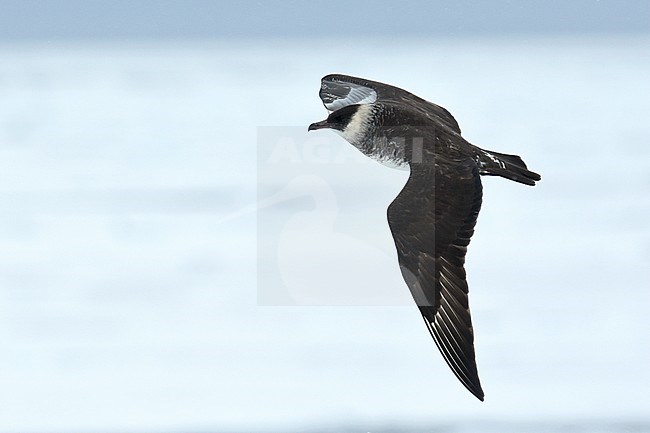 Sudadult Pomarine Skua (Stercorarius pomarinus) in flight over packice north of Spitsbergen. stock-image by Agami/Laurens Steijn,