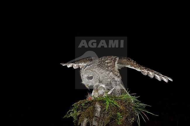 Adult Tawny Owl (Strix aluco) perched on a tree stump in the Aosta valley in northern Italy. Eating from its prey. stock-image by Agami/Alain Ghignone,