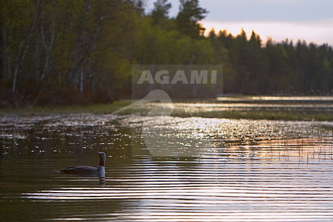 Roodkeelduiker, Red-throated Loon, Gavia stellata stock-image by Agami/Jari Peltomäki,