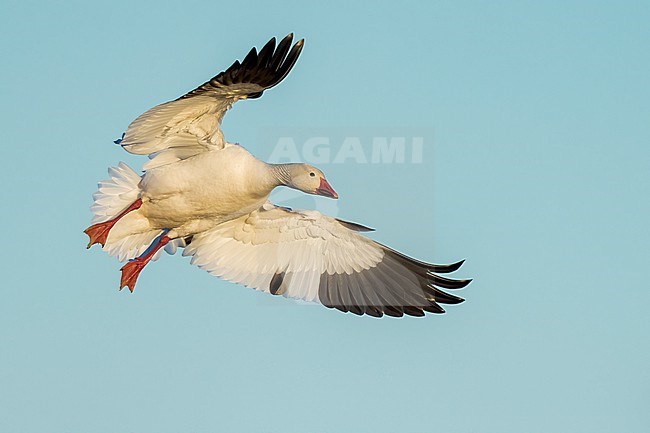 Adult
Colusa Co., CA
January 2023 stock-image by Agami/Brian E Small,